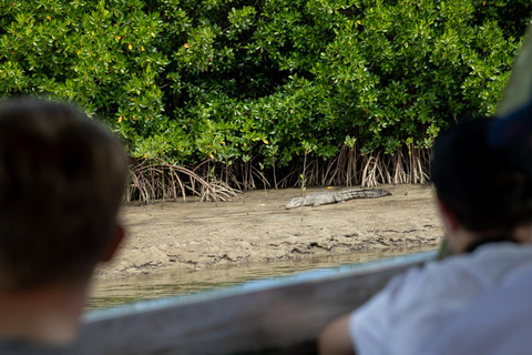 Visite d'exploration du sud de la Daintree - demi-journéeVisite d'une demi-journée + habitat de la faune sauvage