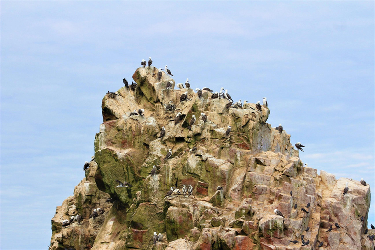 Paracas: Tour en barco guiado por las Islas Ballestas