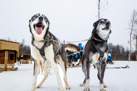Tromsø: Husky Sledding Adventure with Soup & Transfers