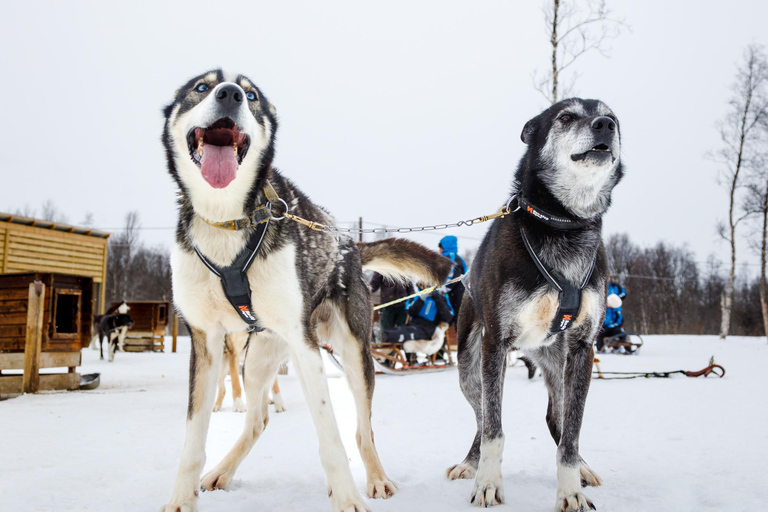 Tromsø: Husky Sledding Adventure with Soup & Transfers