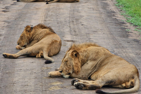 2 jours de safari dans le parc national des chutes Murchison, faune et flore d&#039;Ouganda