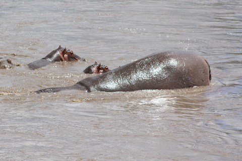 3 Days Safari Adventure Explore the Wild Heart of Africa