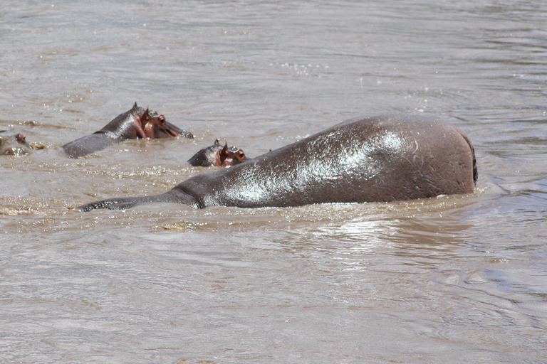 3 Days Safari Adventure Explore the Wild Heart of Africa