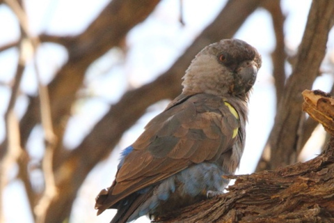 1/2 day in Windhoek: Game Reserve Safari, City Tour, & Lunch
