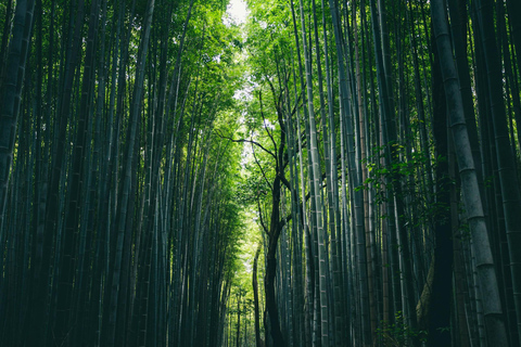 Vanuit Kyoto: Kyoto privé dagtrip met bezienswaardigheden op maat