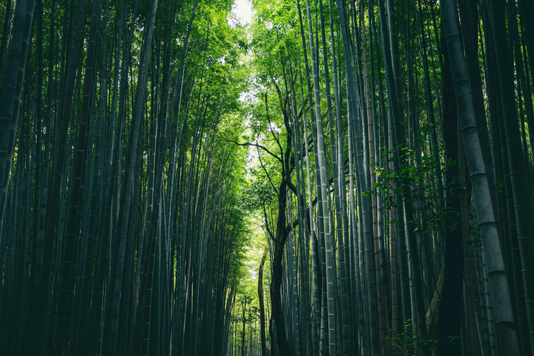 Från Kyoto: Kyoto privat skräddarsydd sightseeing dagsutflykt