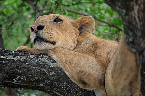 8-Day Group budget Safari Through Kenya and Tanzania