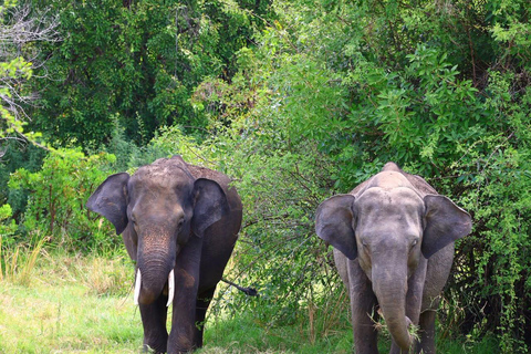 Sigiriya: Minneriya National Park Elephant Eco Jeep Safari From Sigiriya: Kaudulla National Park Jeep Safari