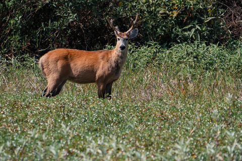 São Paulo: 3-Day Eco Safari Experience in the Pantanal
