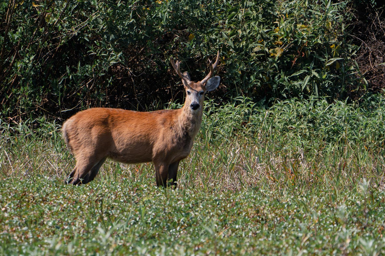 São Paulo: 3-Day Eco Safari Experience in the Pantanal