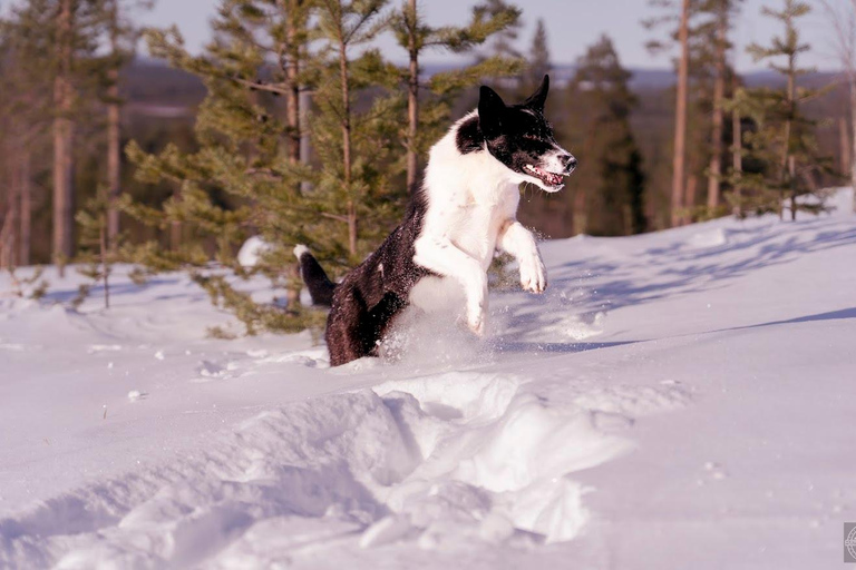 Meltosjärvi: Self Driving Husky Tour - Lake Trail Experience