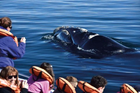 Valdes Peninsula: Full Day with Whale Watching Full Day Peninsula Valdes with Whale Watching