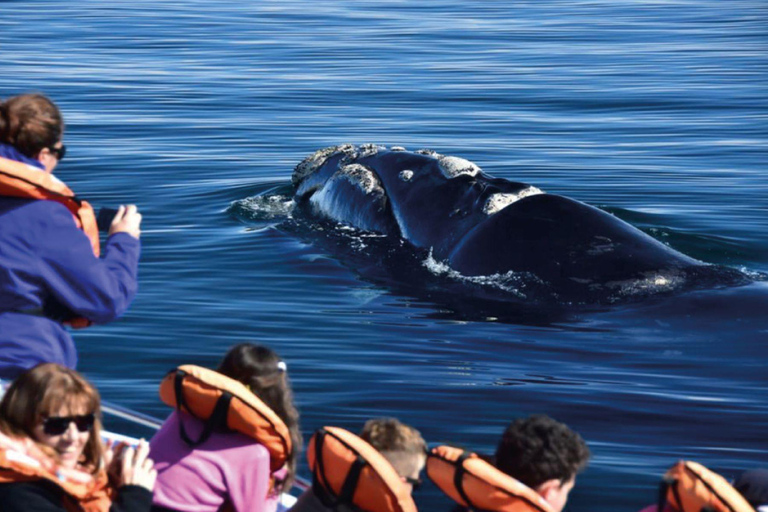 Valdes Peninsula: Full Day with Whale Watching Full Day Peninsula Valdes with Whale Watching