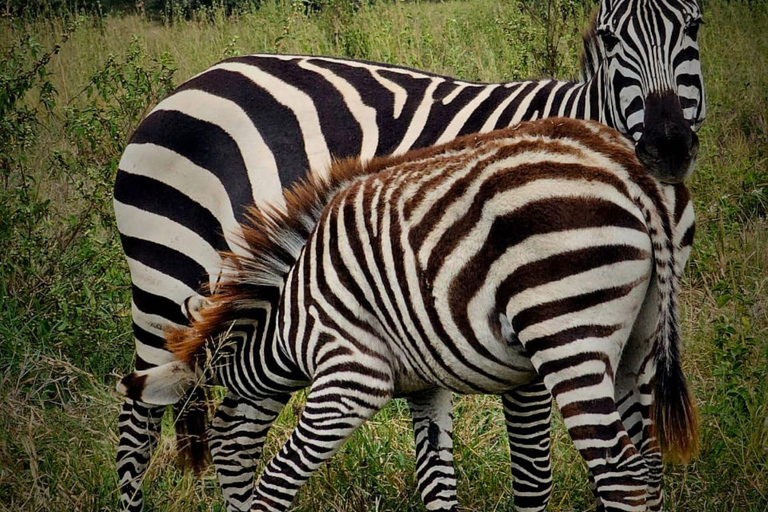 3 Days, 2 nights safari to Samburu National Reserve 3 Days private safari in a 4x4 Landcruiser jeep