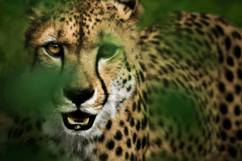 Tsavo East safari Park 2-Day Safari from Mombasa, watamu