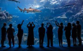 Tampa: The Florida Aquarium Ticket
