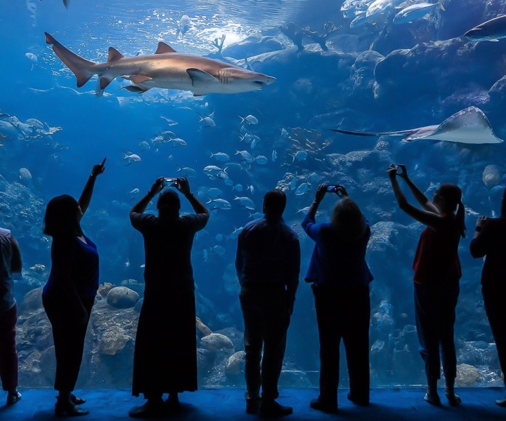 Tampa: Ingresso sem Fila Florida Aquarium