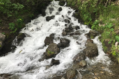 From Anchorage: Alaska Wildlife Center & Turnagain Arm Tour Year-Round Tour