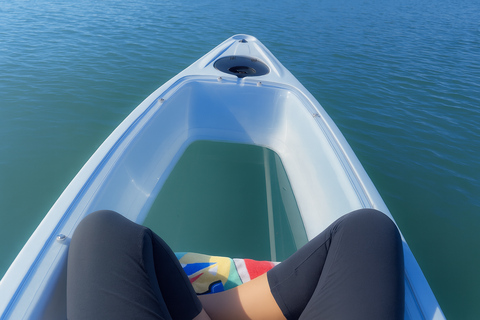 Three Sister Springs: Self Guided Tour- Clear Kayak Rental Kings Bay/Three Sisters: Self Guided Tour- ClearBottom Kayak