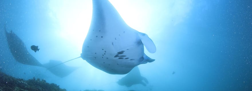 Bali/Nusa Penida : 3 plongées ludiques à Manta Point, Mola & Reef