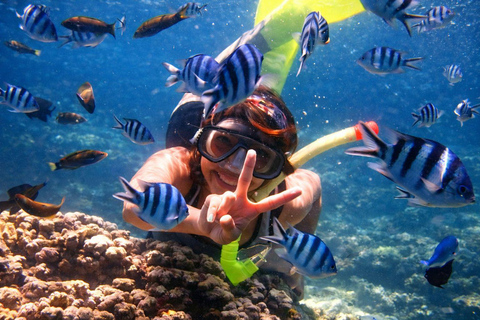 North Bali: Dolphin Swim, Snorkeling, & Waterfall Cliff Jump Small Group With Hotel Transfer Central Bali