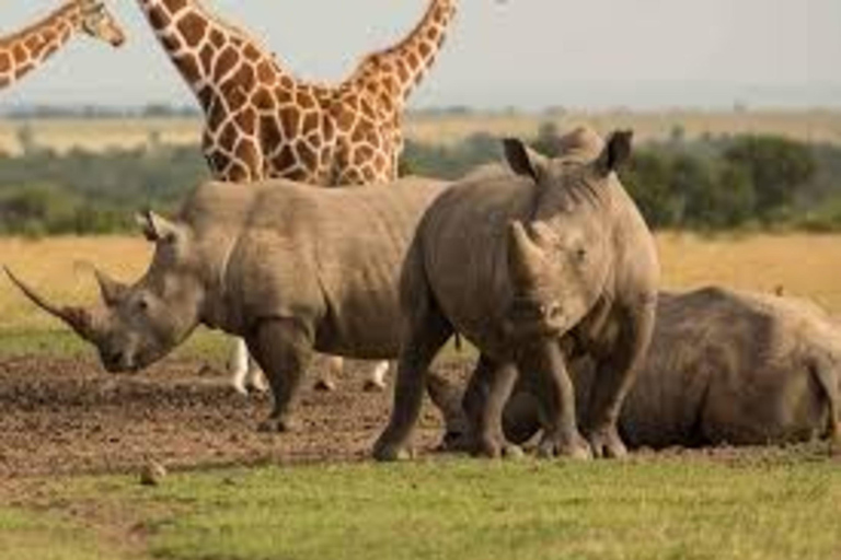 From Nairobi: 6-Day Rhino Conservation Safari in Kenya