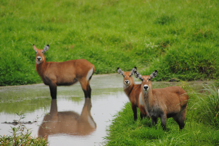 7 Day Rwanda Uganda Culture and Primate Safari Adventure