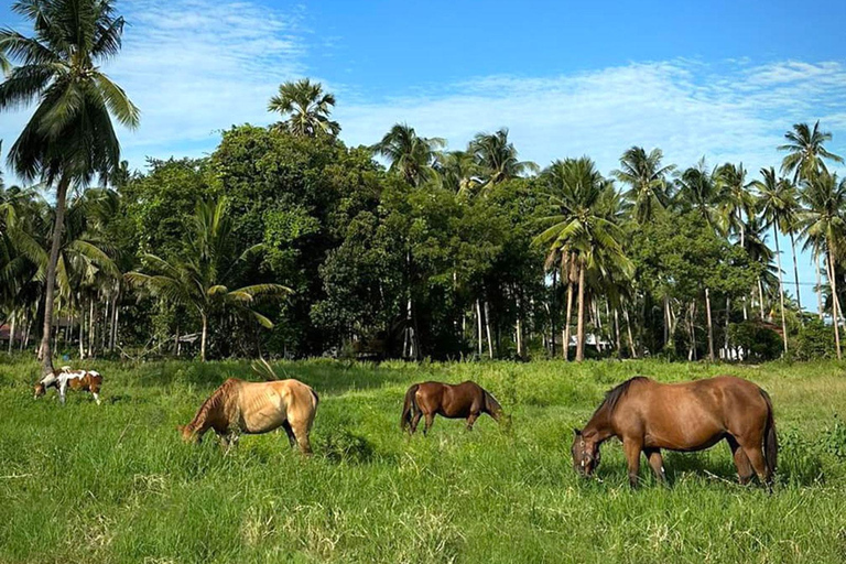 Phuket Beach Horseback AdventureHorse Riding 8:30 AM