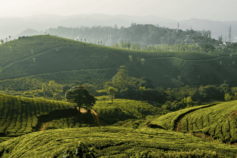 From Kochi: Munnar Private Day Trip with Tea Museum Visit