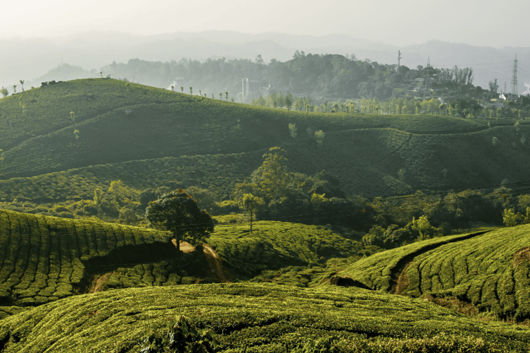 From Kochi: Munnar Private Day Trip with Tea Museum Visit