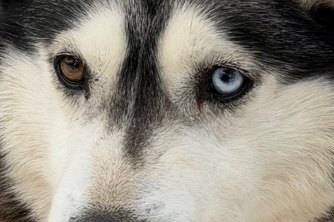 From Riga: Husky Sledding & Floating Sauna Day Trip