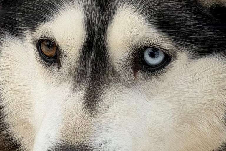 From Riga: Husky Sledding & Floating Sauna Day Trip
