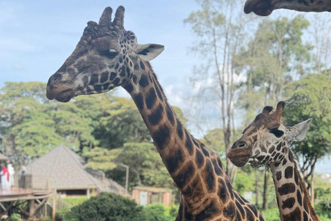 Nairobi: Giraffe Encounter With Feeding Experience
