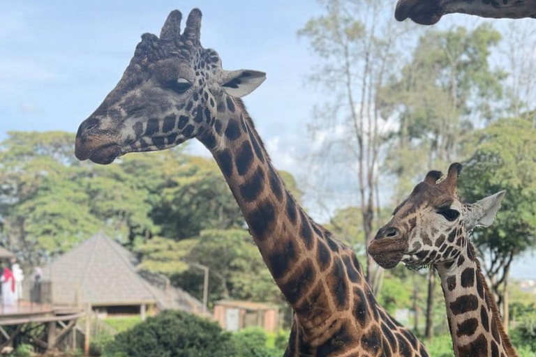 Nairobi: Giraffe Encounter With Feeding Experience