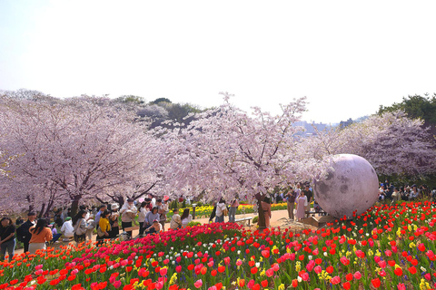 Seoul: Cherry Blossom & Pokpo Waterfall Cafe One Day Tour A. Cherry Blossom Spring Route