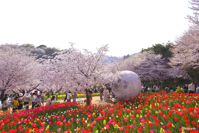 Seoul: Cherry Blossom & Pokpo Waterfall Cafe One Day Tour A. Cherry Blossom Spring Route