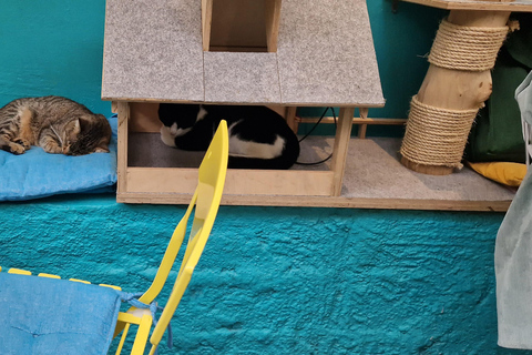 Atenas: visita a um café com gatos, com bebida e doceAtenas: Visita ao Cat Cafe com Drink and Sweet