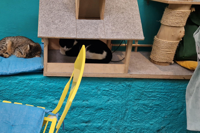 Atenas: visita a um café com gatos, com bebida e doceAtenas: Visita ao Cat Cafe com Drink and Sweet