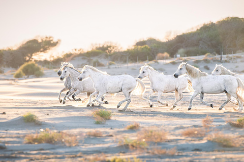 Camargue: Fotoworkshop in den Sümpfen mit freilaufenden Pferden