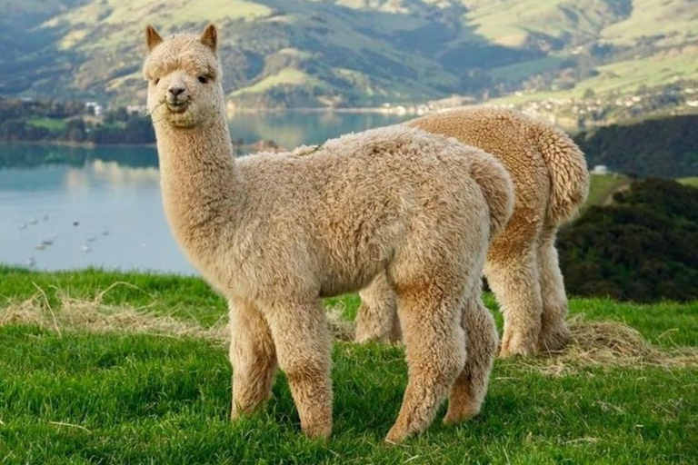 Cusco: Alpaca Therapy and Ancestral Art