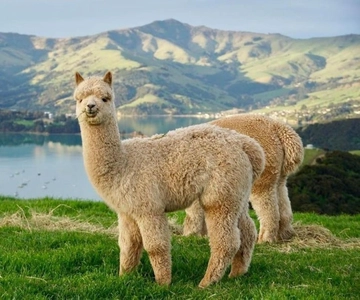 Cusco: Alpaca terapia e arte ancestrale
