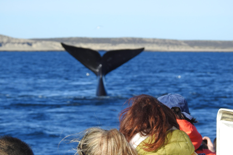 Whales in Peninsula Valdés: Coastal and Boat Whale Watching