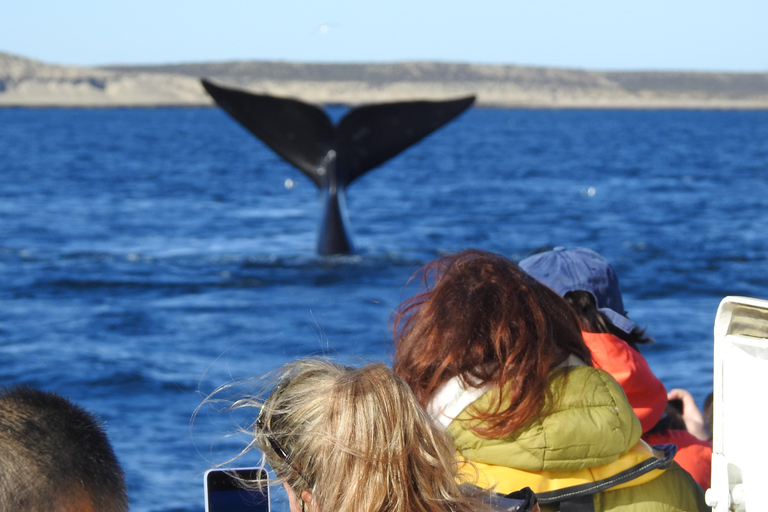 Whales in Peninsula Valdés: Coastal and Boat Whale Watching