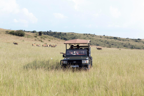 Johannesburg : Safari dans la réserve naturelle des rhinocéros et des lions