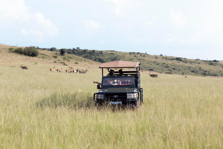 Johannesburg: Safari w rezerwacie przyrody nosorożców i lwów