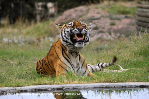 Drakenstein Lion Park Entry Ticket