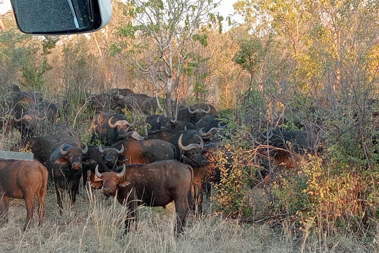 2-Day Falls Tour & Hwange National Park Adventure French 2-Day Falls Tour & Hwange National Park Adventure