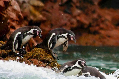 Ica: Excursión de un día a las Islas Ballestas y la Reserva Nacional de Paracas