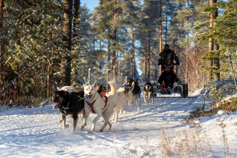 Rovaniemi: Autumn Husky Cart Ride with Hot Drink & Pickup