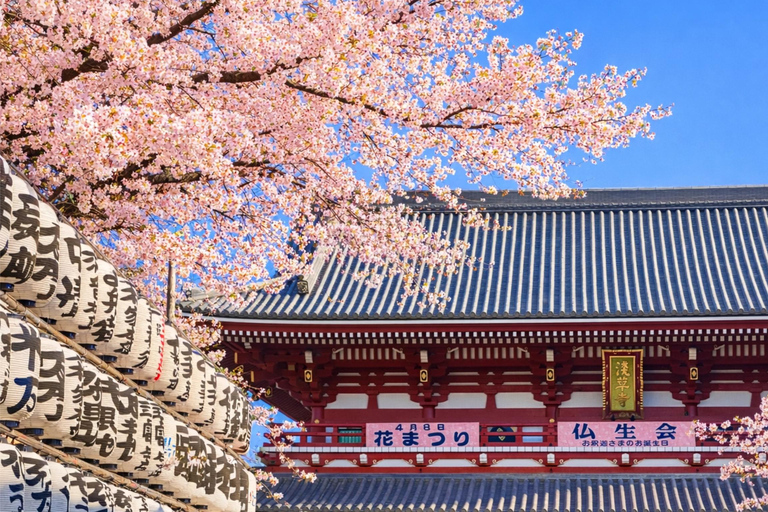 Tokyo Cherry Blossom Day Tour: Asakusa,Chidorigafuchi & Ueno 【Standard】English Guided Sightseeing Tour